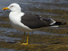 1cy fuscus in August, ringed in Finland. (81365 bytes)
